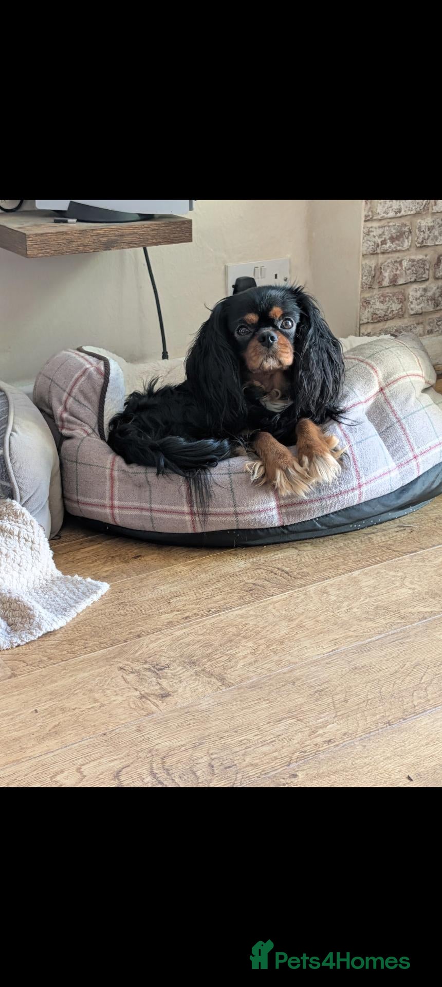 Cavalier King Charles Spaniel dogs 3 year old boy - Advert 1