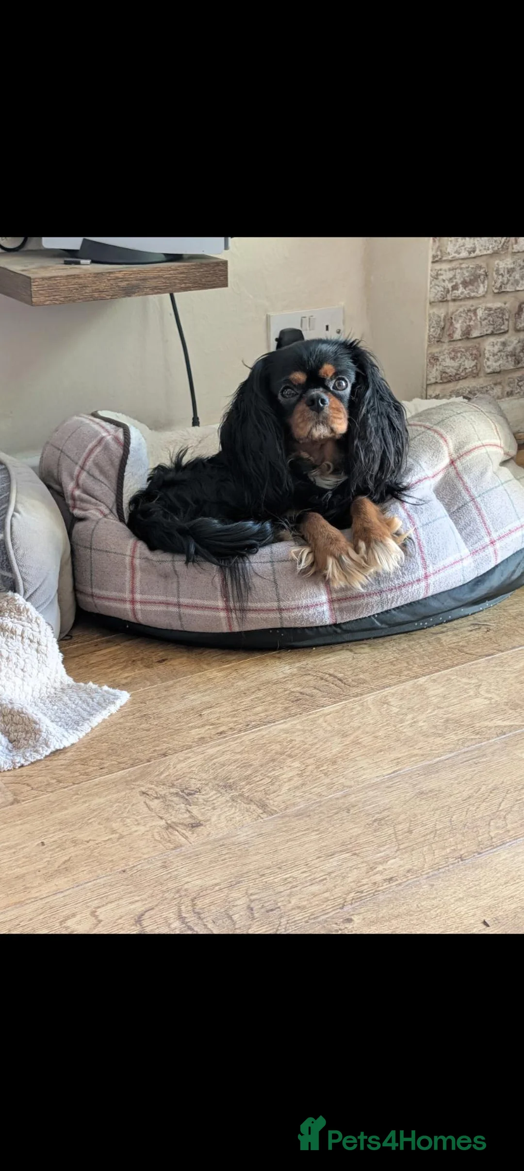 Cavalier King Charles Spaniel dogs for sale: 3 year old boy in Nottingham - Advert 1