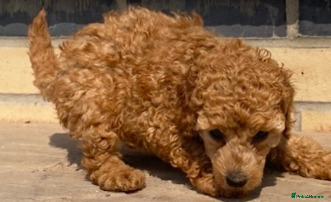 Toy Poodle dogs for sale: 🐶❤️ KC Registered Red Toy Poodle Puppies ❤️🐶 - Image 11