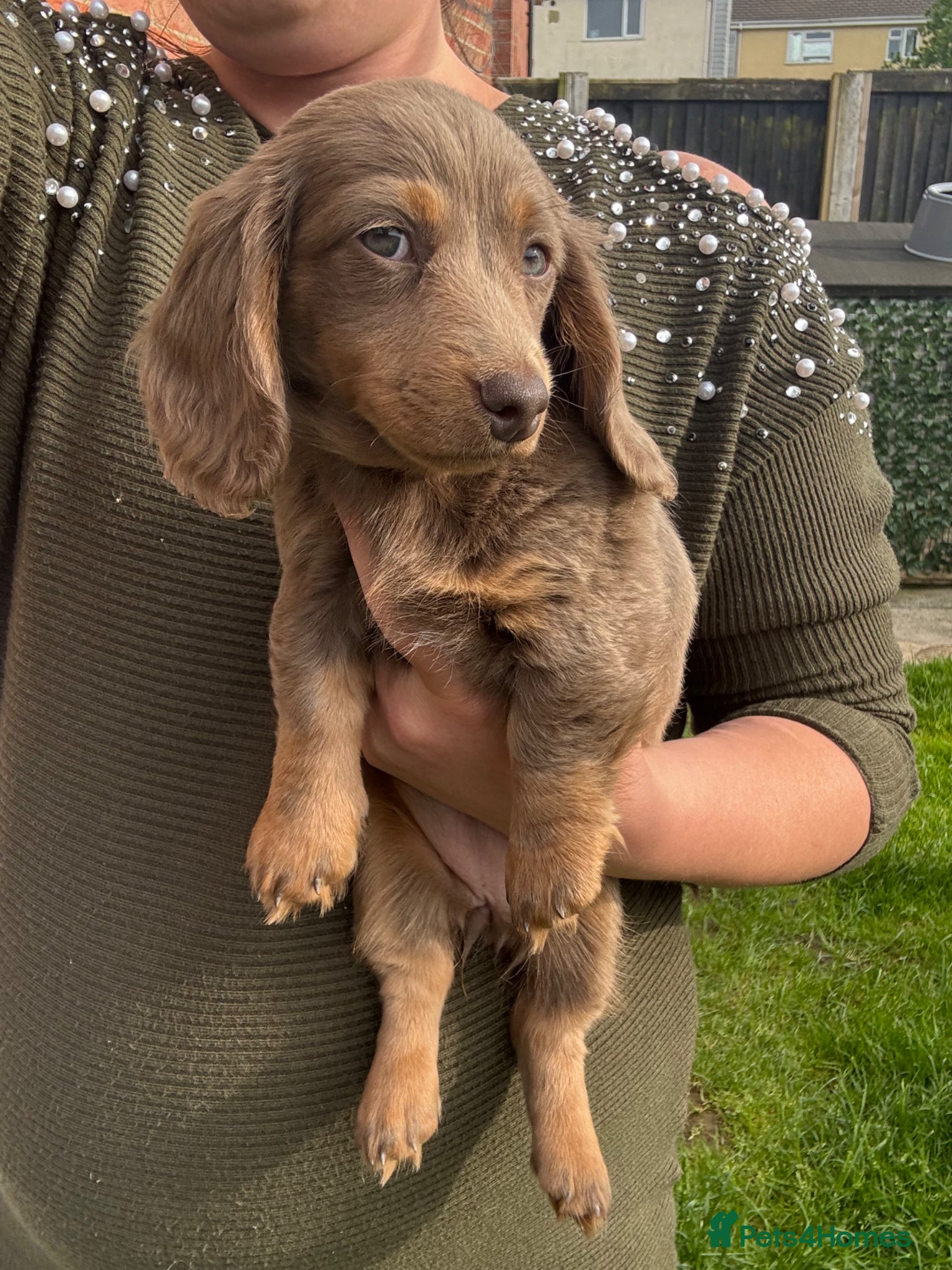 Miniature Dachshund dogs for sale: Miniature Long hair dachshund puppies  - Advert 16