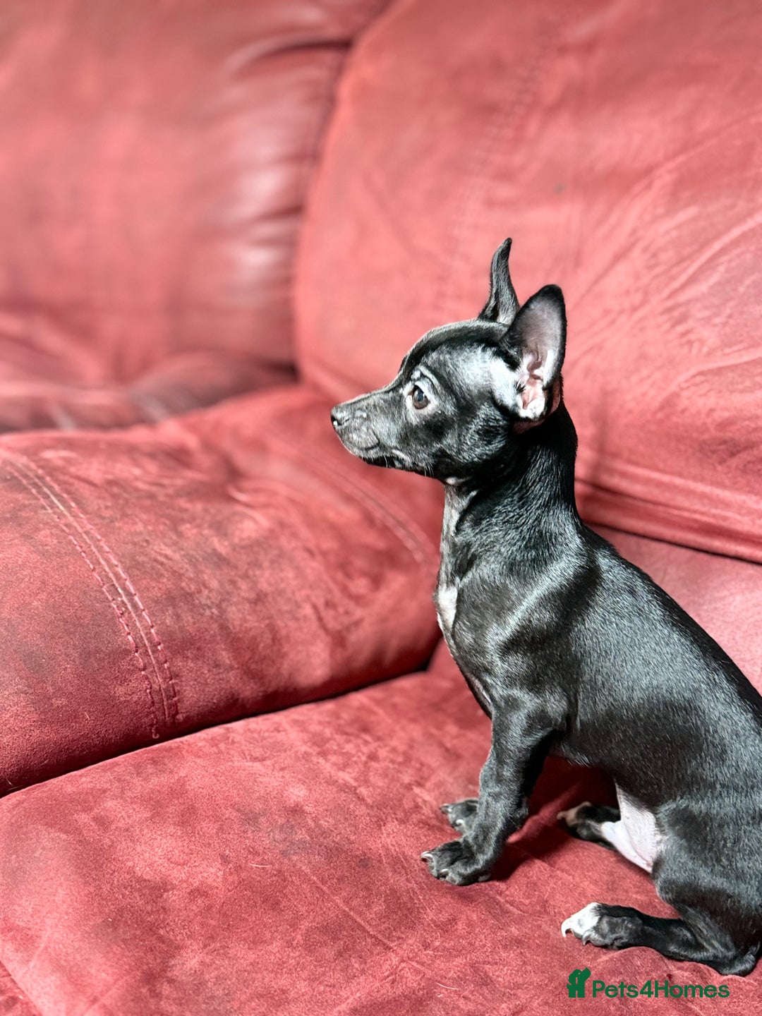 Chihuahua dogs for sale: 🐾 Beautiful Chihuahua Puppies - Advert 6