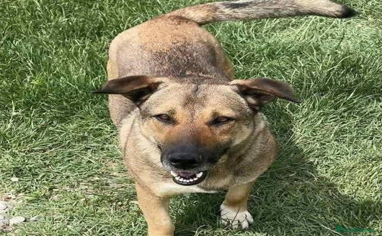 Mixed Breed dogs - Advert 4