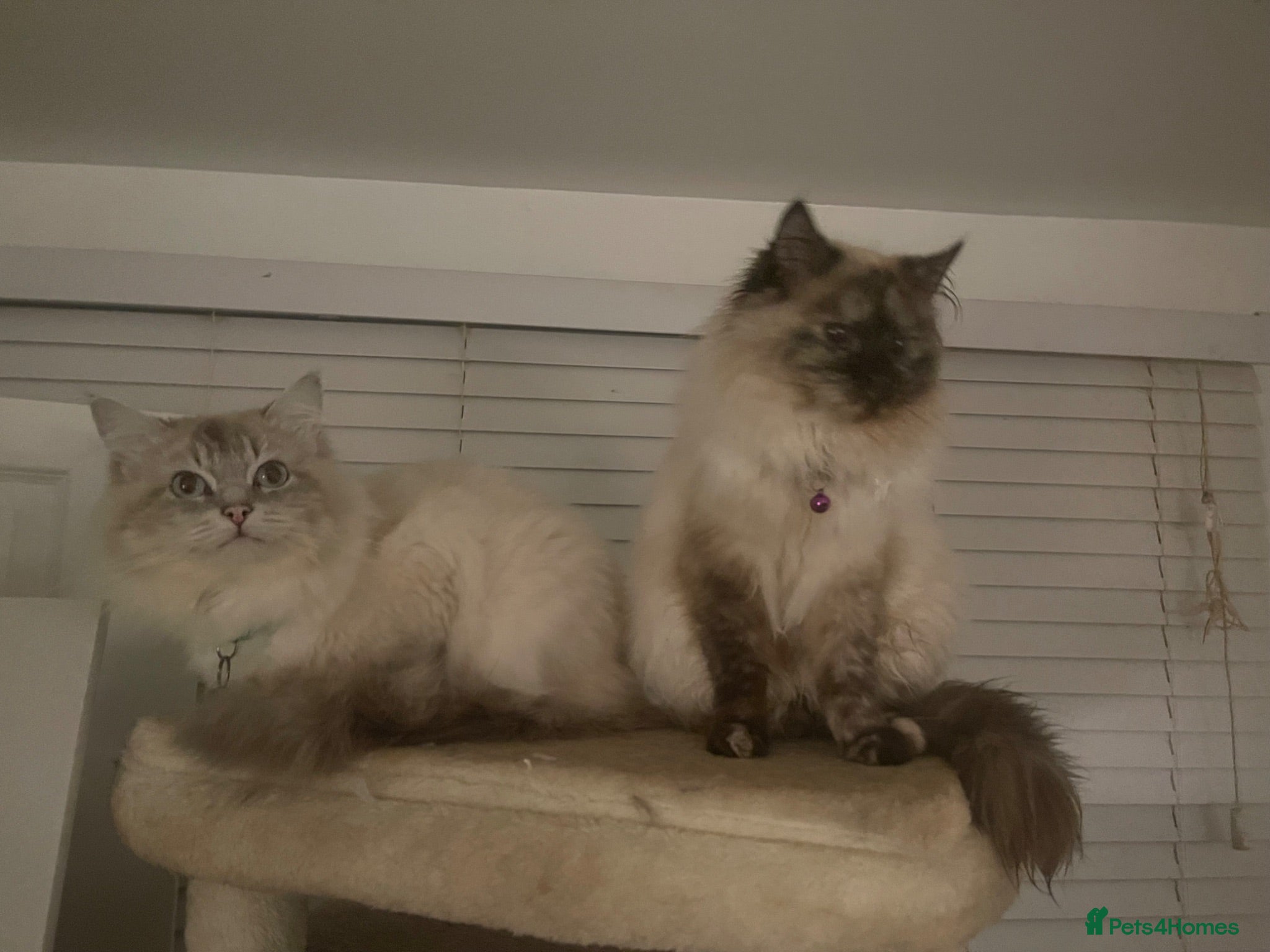 Ragdoll cats stunning liluc male ragdoll kitten - Advert 7