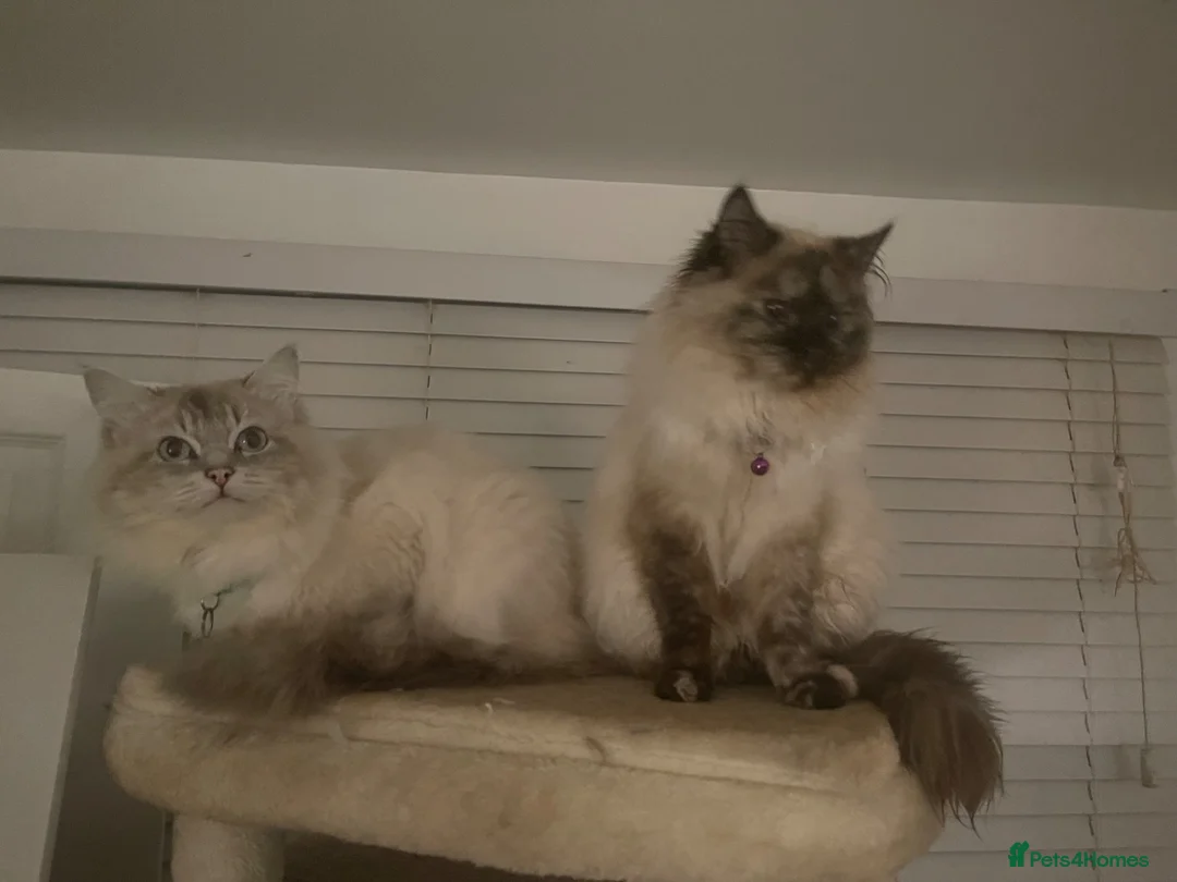 Ragdoll cats for sale: stunning liluc male ragdoll kitten - Advert 1