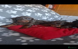 Dachshund dogs for sale: Beautiful Dachshund Puppies - Advert 34