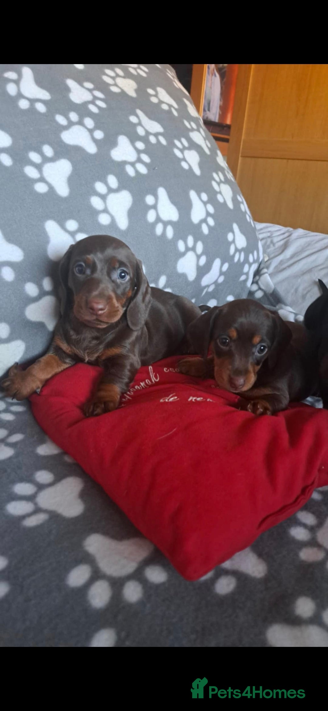Dachshund dogs for sale: Beautiful Dachshund Puppies - Advert 34