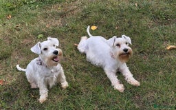 Miniature Schnauzer dogs for sale: Miniature Schnauzer Puppies - Image 1