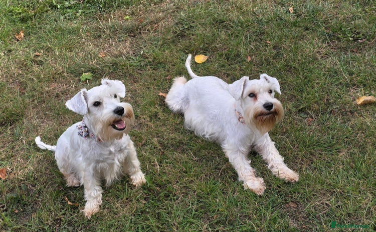 Miniature Schnauzer dogs - Advert 6