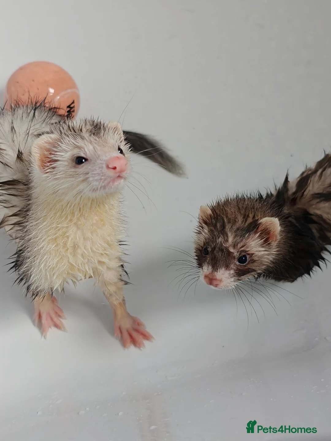 Ferret rodents for sale: Ferrets + Cage for sale in Richmond - Advert 1