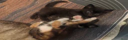 Mixed Breed cats for sale: 4 gorgeous little kitten looking for homes  - Advert 22