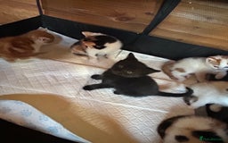 Mixed Breed cats for sale: Baby kittens for sale - Image 8