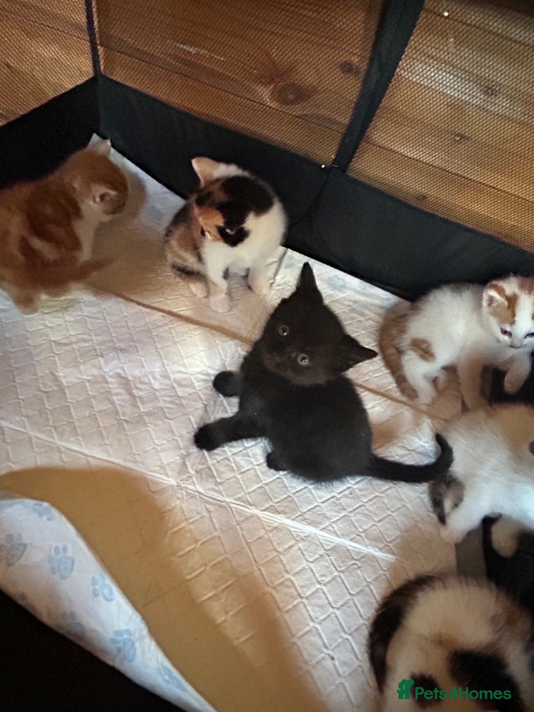 Mixed Breed cats for sale: Baby kittens for sale - Image 8