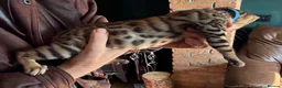 Savannah cats for sale: Male Savannah kitten  - Advert 6