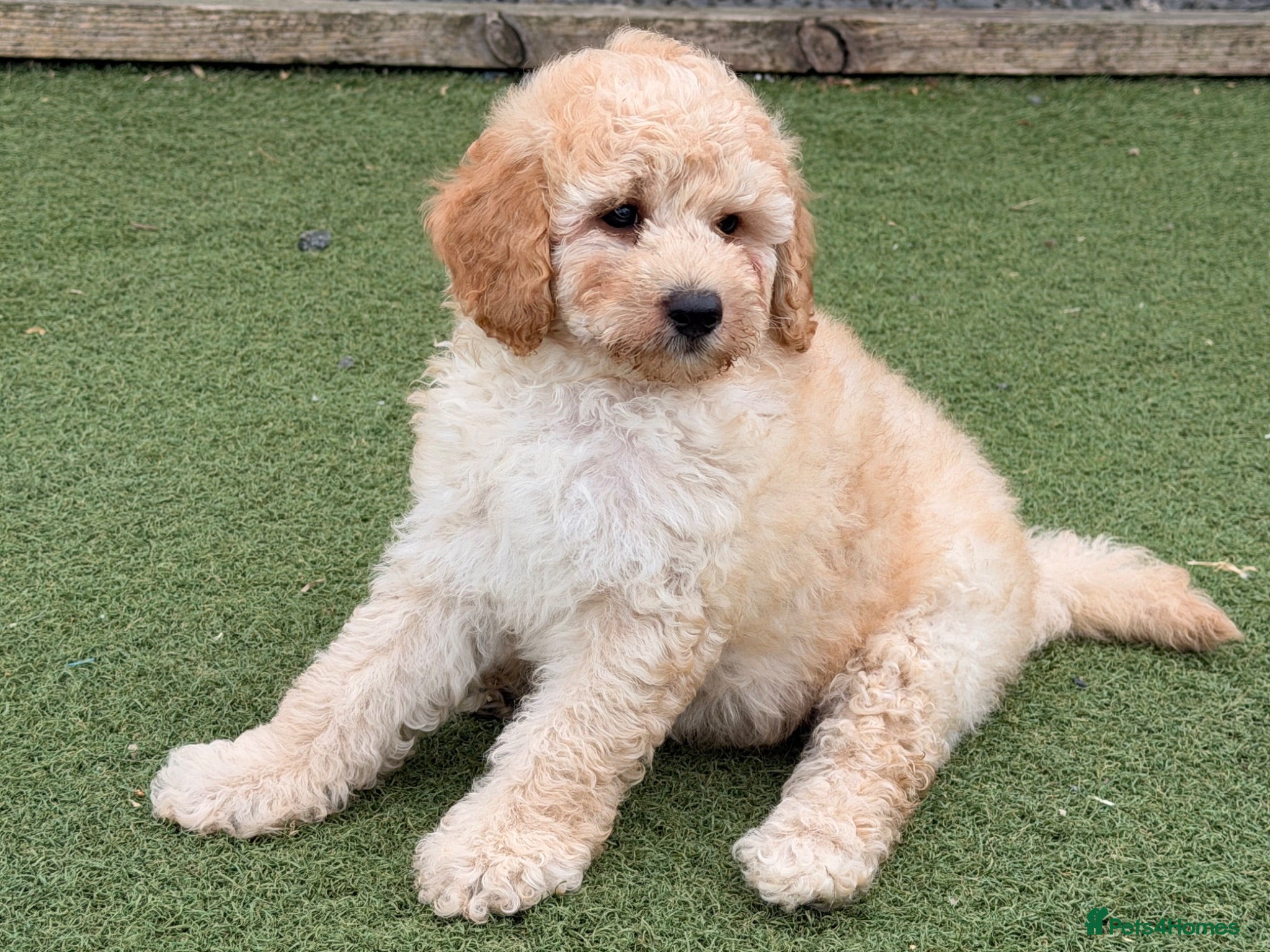 Poochon dogs Adorable Poochon puppies  - Advert 2