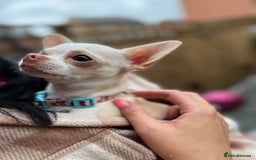 Chihuahua dogs for sale: Double chocolate platinum baby’s READY TO LEAVE  - Image 26