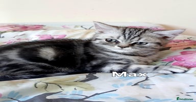 British Shorthair cats - Advert 10
