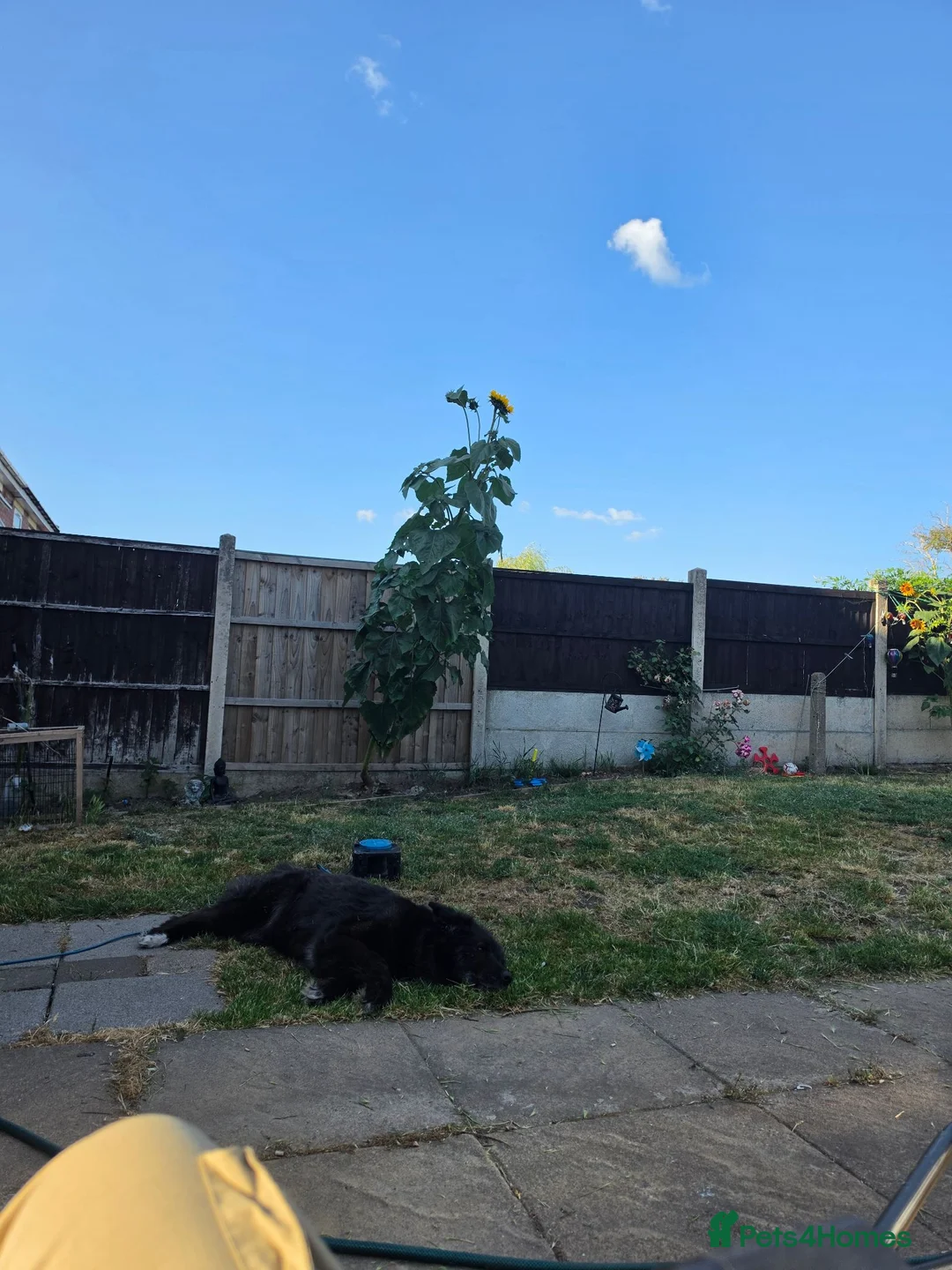 Mixed Breed dogs for sale: 9 year old female. Please read description  in Worksop - Advert 5