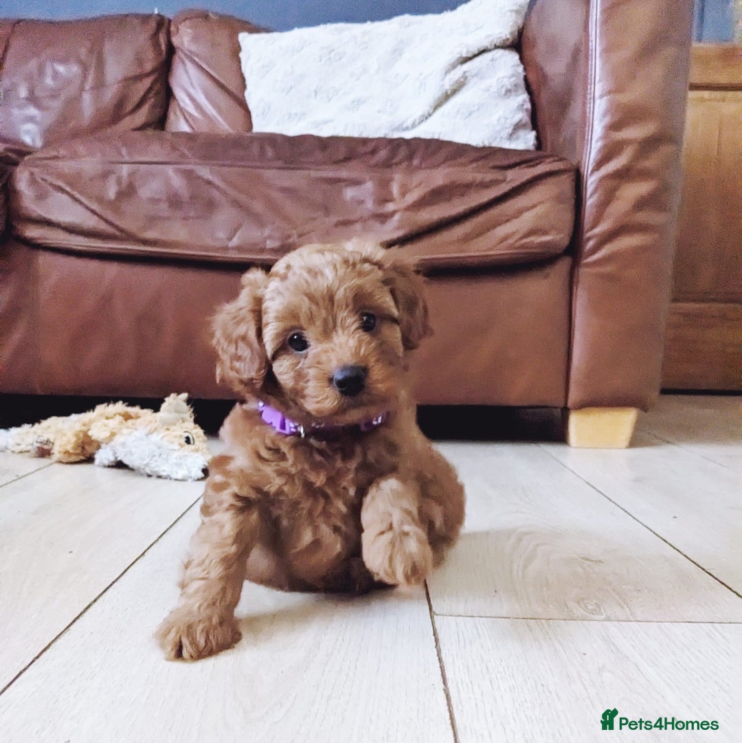 Toy Poodle dogs for stud: EXTENSIVELY HEALTH TESTED TOY POODLE STUD TYSON🌹 in Sheerness - Advert 35