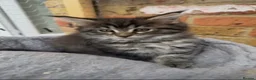 Maine Coon cats for sale: Lovely Maine Coon Kittens - Advert 2