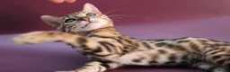 Bengal cats for sale: 🐾 Beautiful Bengal Kitten Aurora🐾 - Advert 11