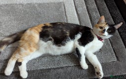 Mixed Breed cats for sale: Female kitten  - Advert 2