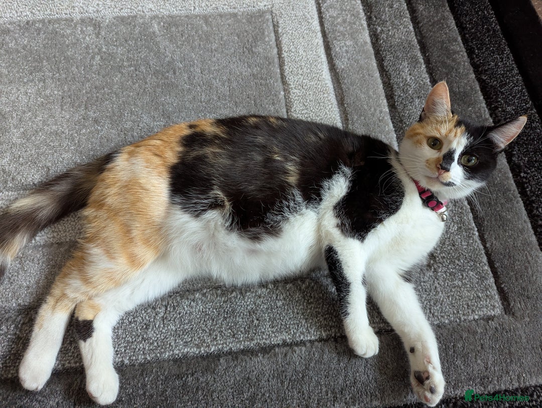 Mixed Breed cats for sale: Female kitten  - Advert 2