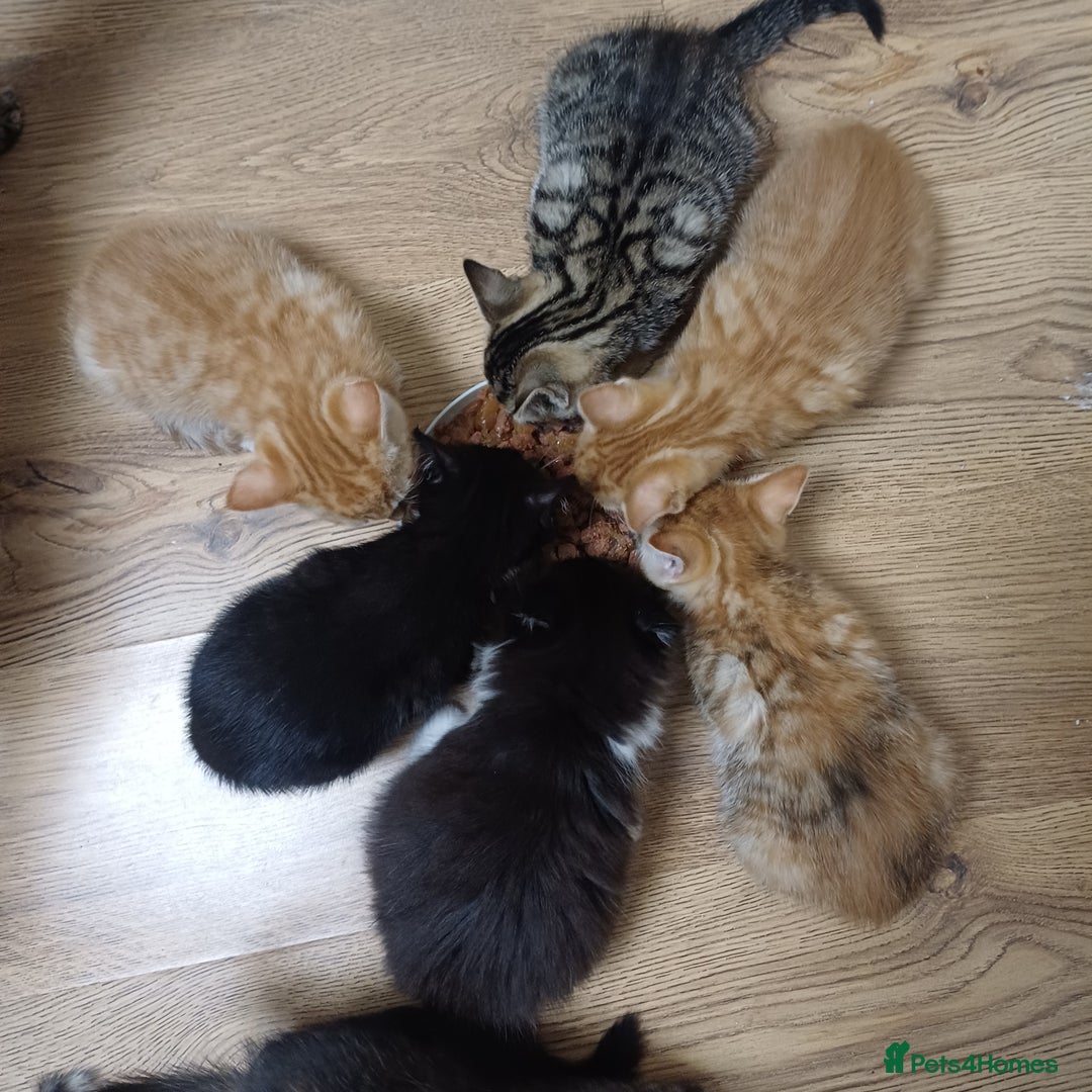 Mixed Breed cats for sale: Lovely kittens😻😻😽😽❤️ - Advert 3