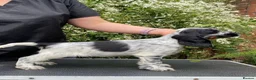 Cocker Spaniel dogs for sale: Blue Roans Cocker Spaniel. - Advert 2