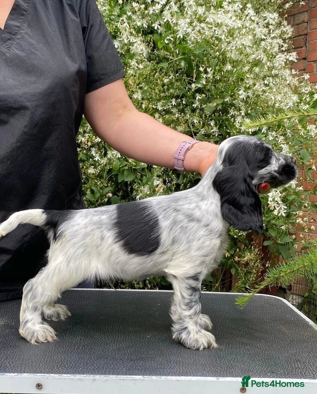 Cocker Spaniel dogs for sale: Blue Roans Cocker Spaniel. - Advert 2