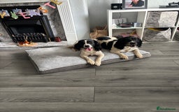 English Springer Spaniel dogs for sale: Springer spaniel pups  - Advert 9