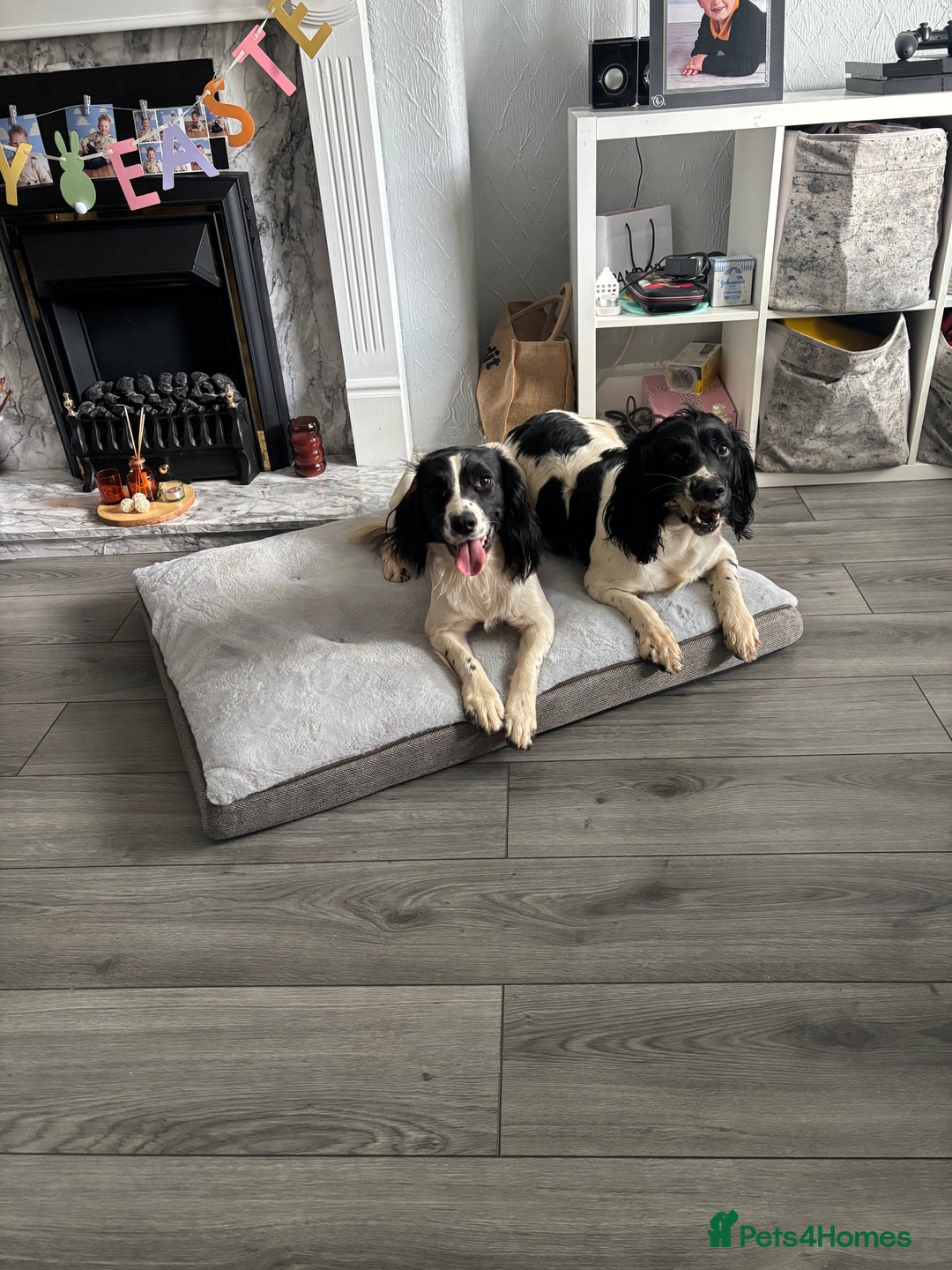 English Springer Spaniel dogs for sale: Springer spaniel pups  - Advert 9