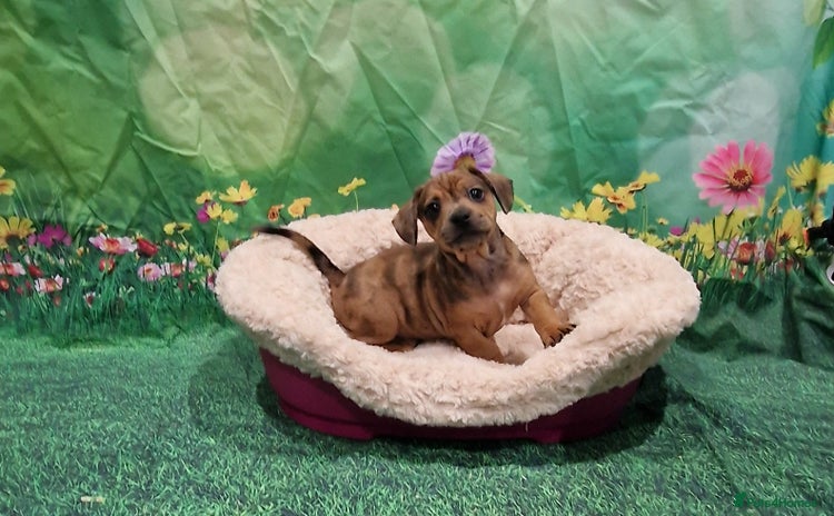 Mixed Breed dogs - Advert 2