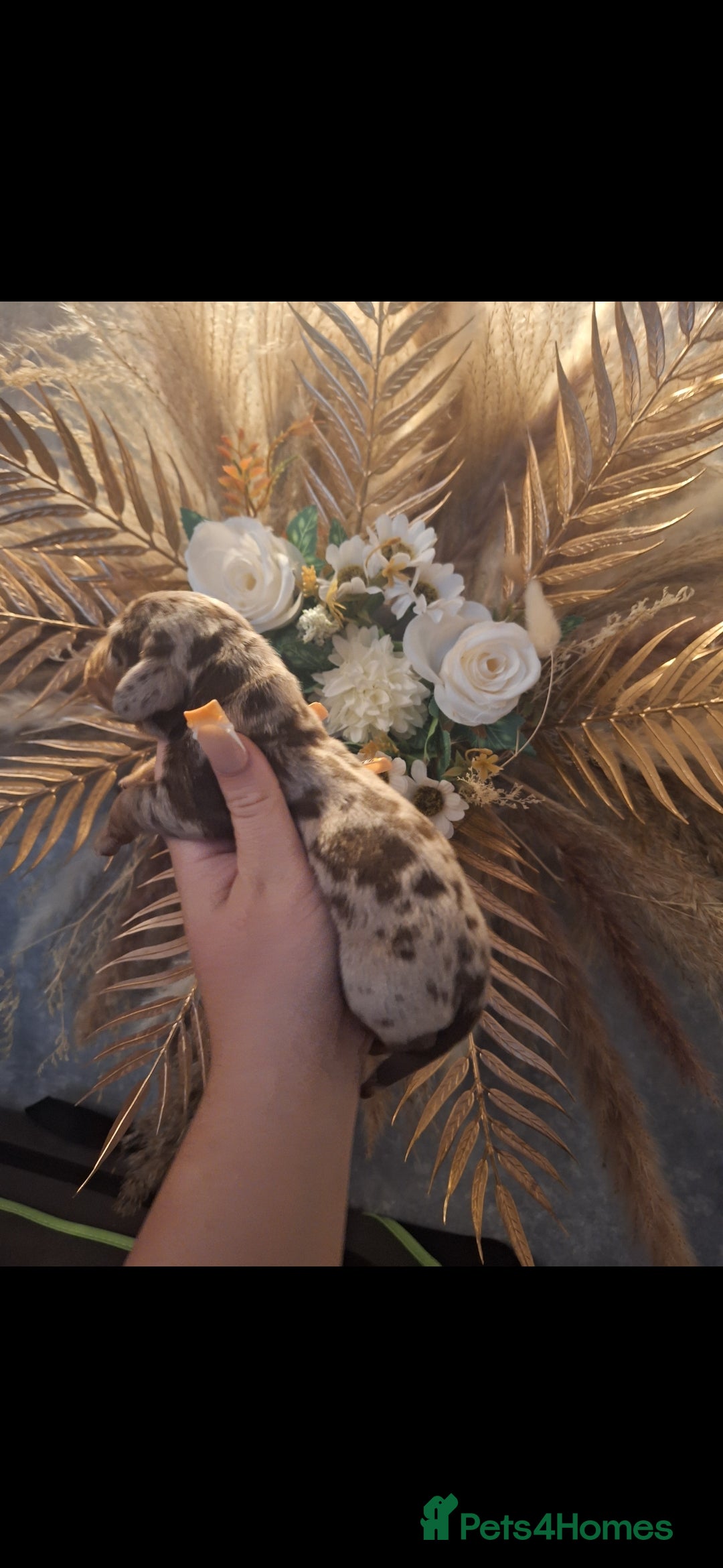 Miniature Dachshund dogs for sale: Fluffy carrier Miniature daschound puppies 🐶  - Image 2