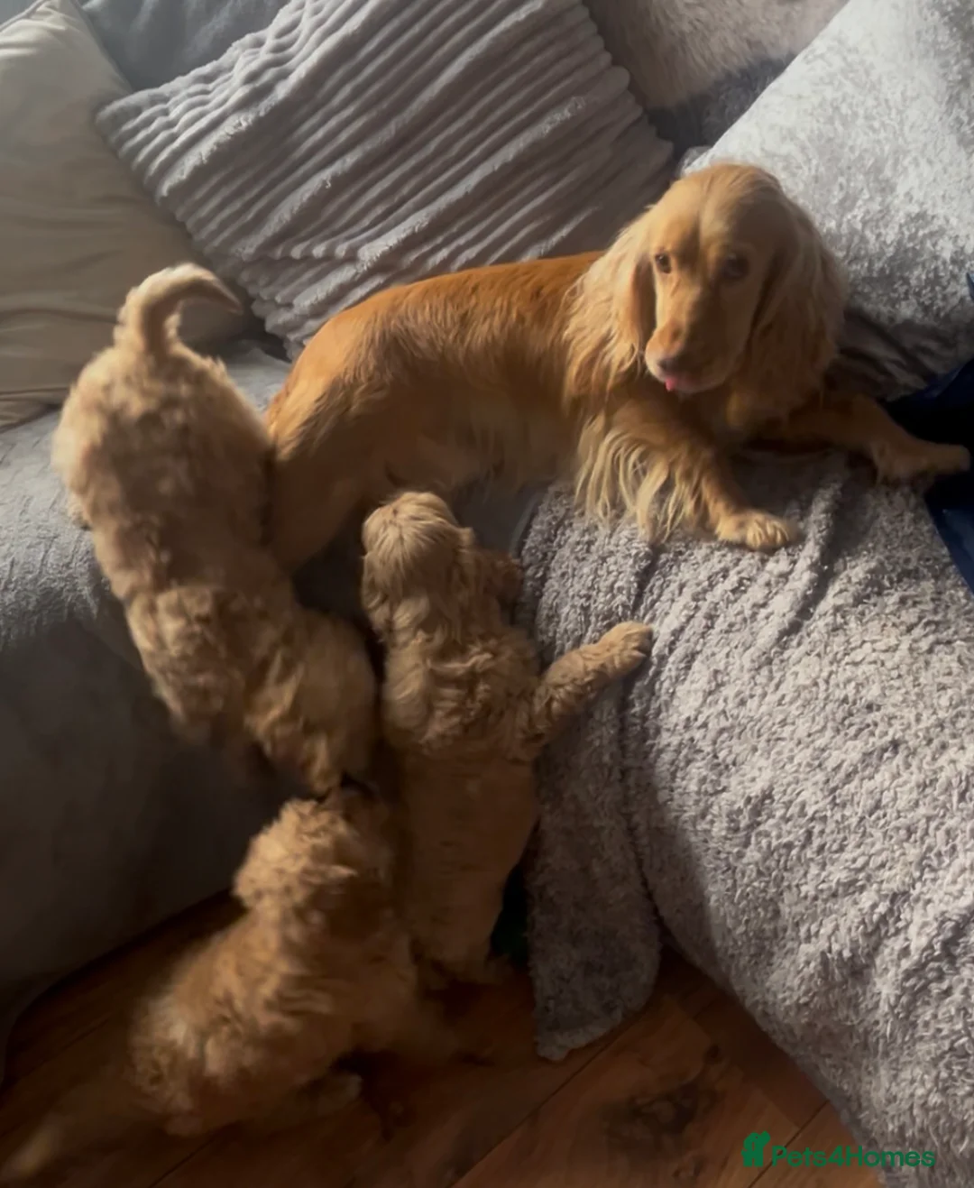 Cockapoo dogs for sale: Cockapoo pupies - Advert 5