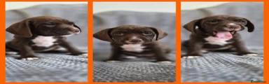 Mixed Breed 5