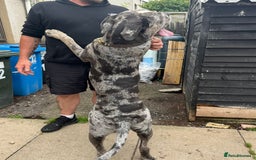 Cane Corso dogs for sale: Cane Corso Puppies - Image 14
