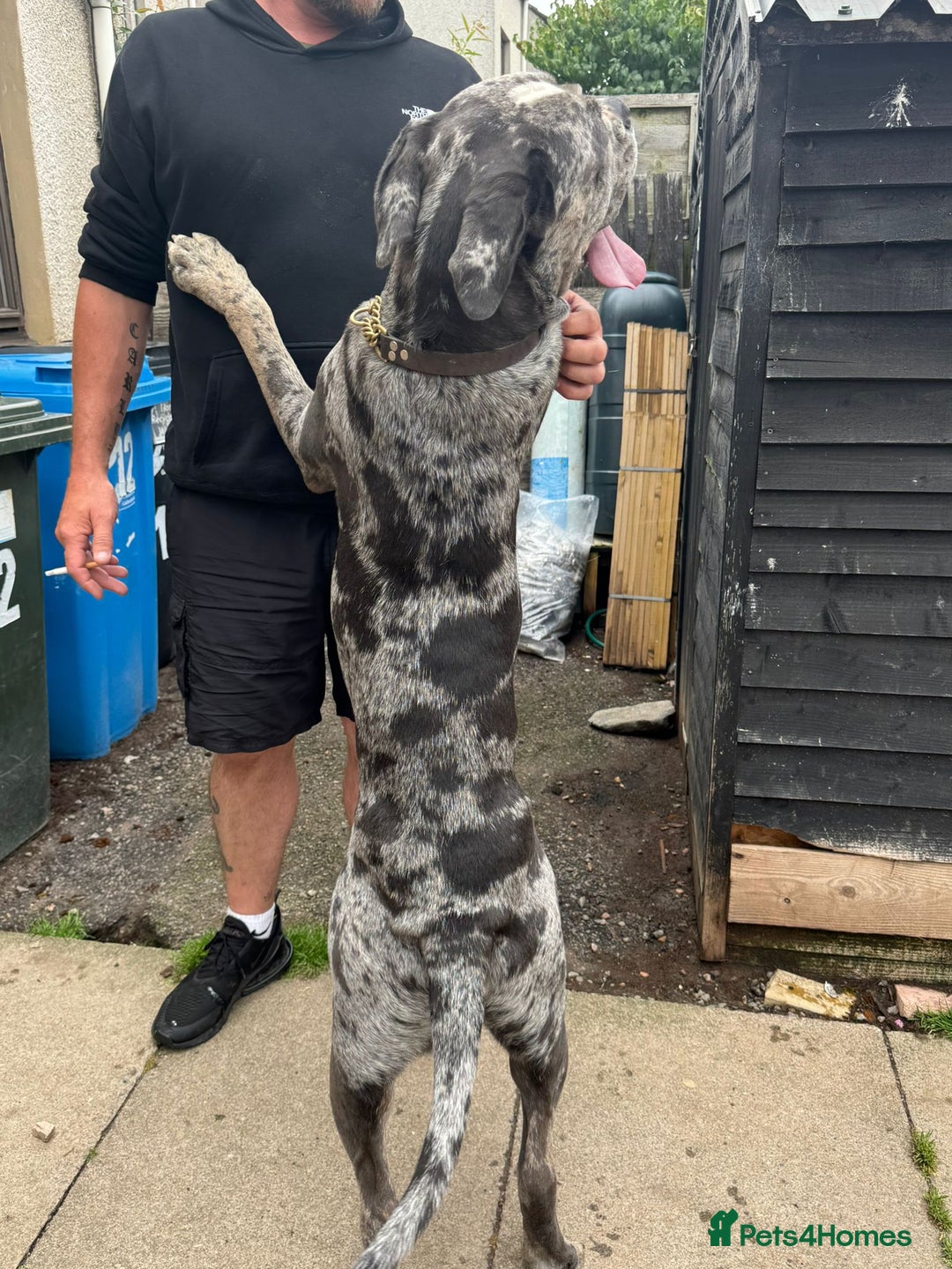 Cane Corso dogs for sale: Cane Corso Puppies - Image 14