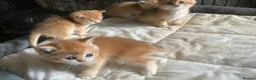 British Shorthair cats for sale: Full Pedigree British short hair kittens  - Advert 18