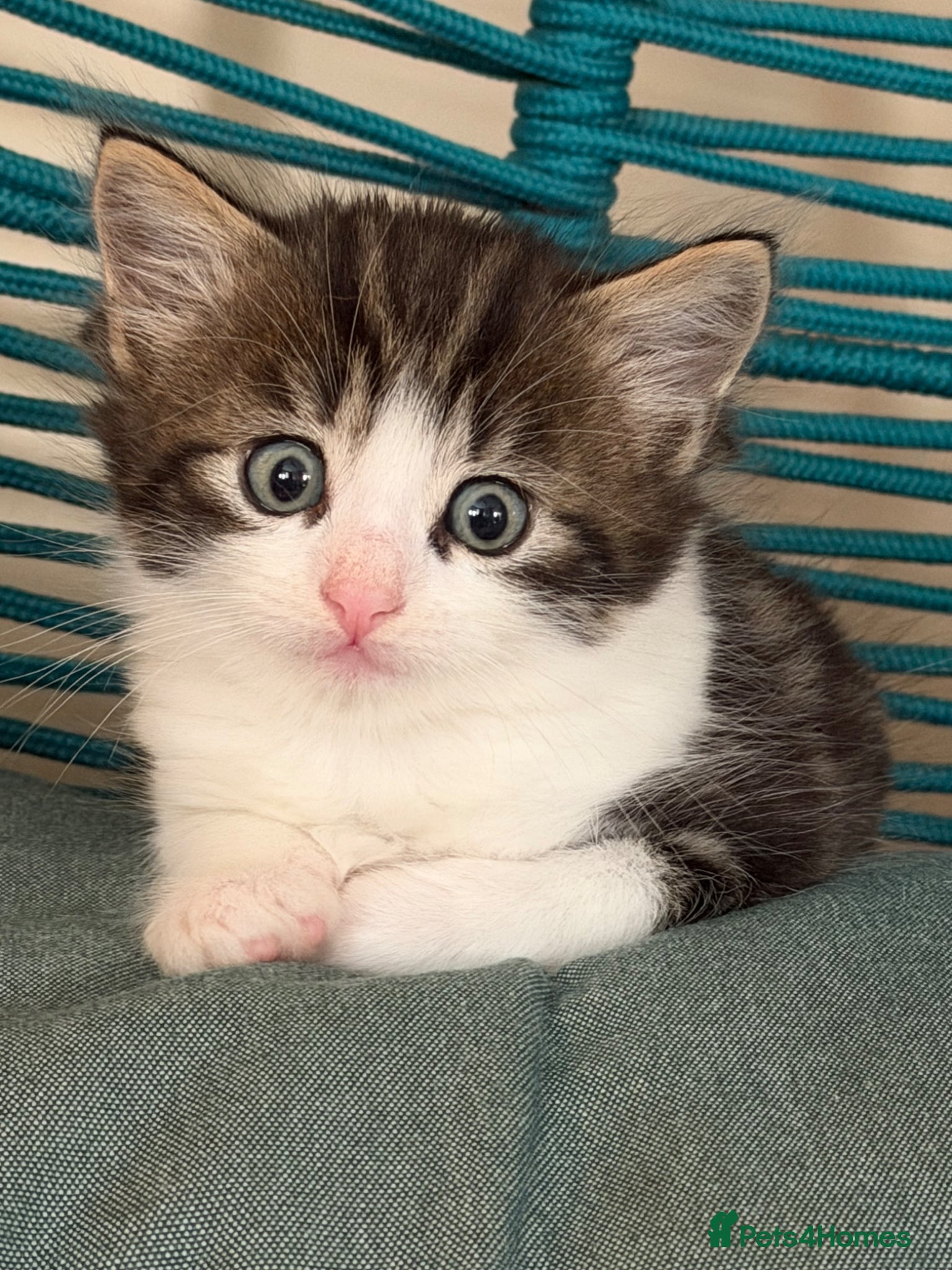 Mixed Breed cats Female kitten 🐈‍⬛ very playful🐾🐾 - Advert 2