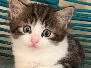 Mixed Breed cats Female kitten 🐈⬛ very playful🐾🐾 - Advert 1