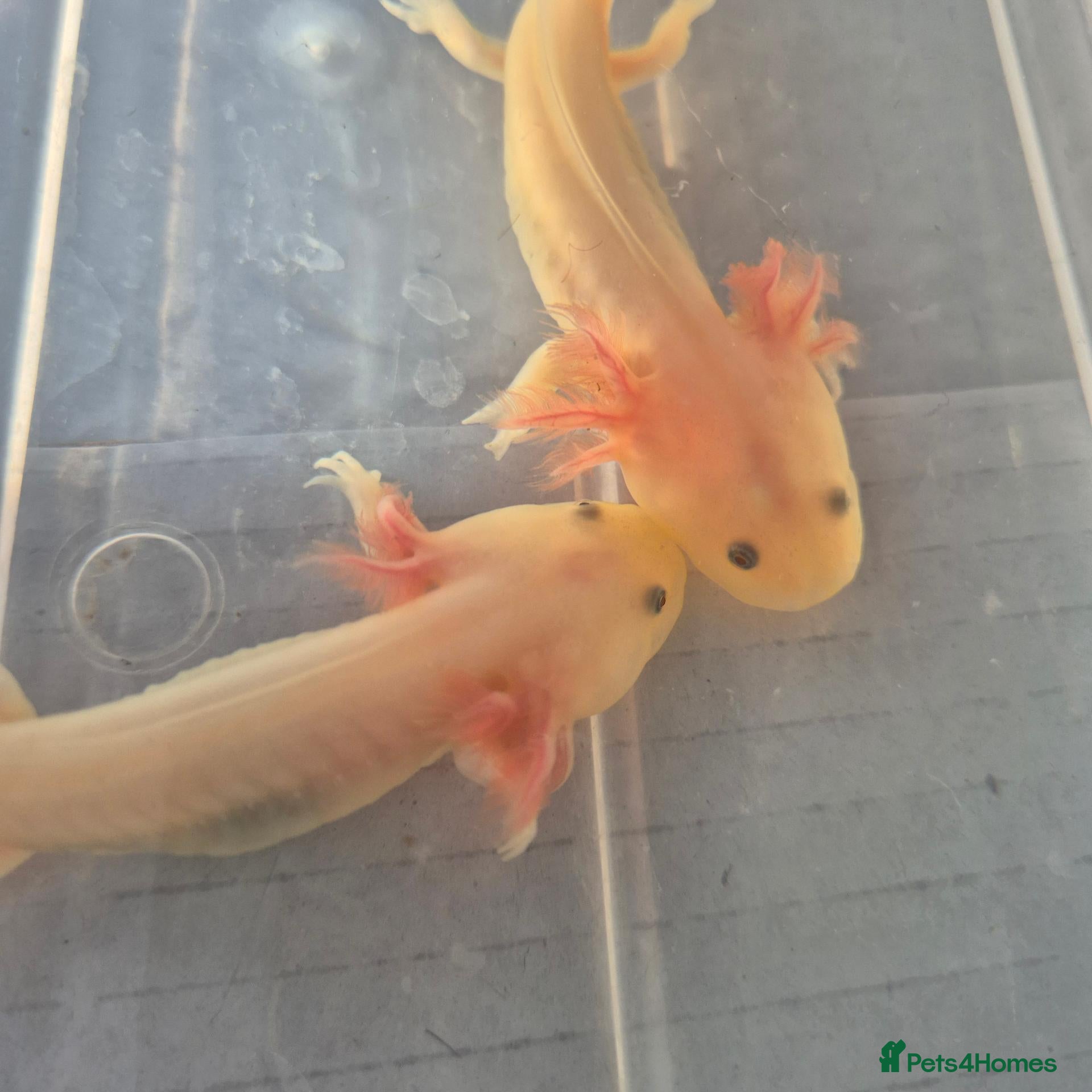 Axolotl reptiles for sale: Beautiful Leucistic Albino Axolotl - Advert 1