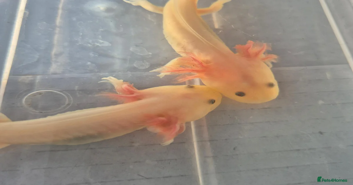 Axolotl Reptiles for sale | Pets4Homes