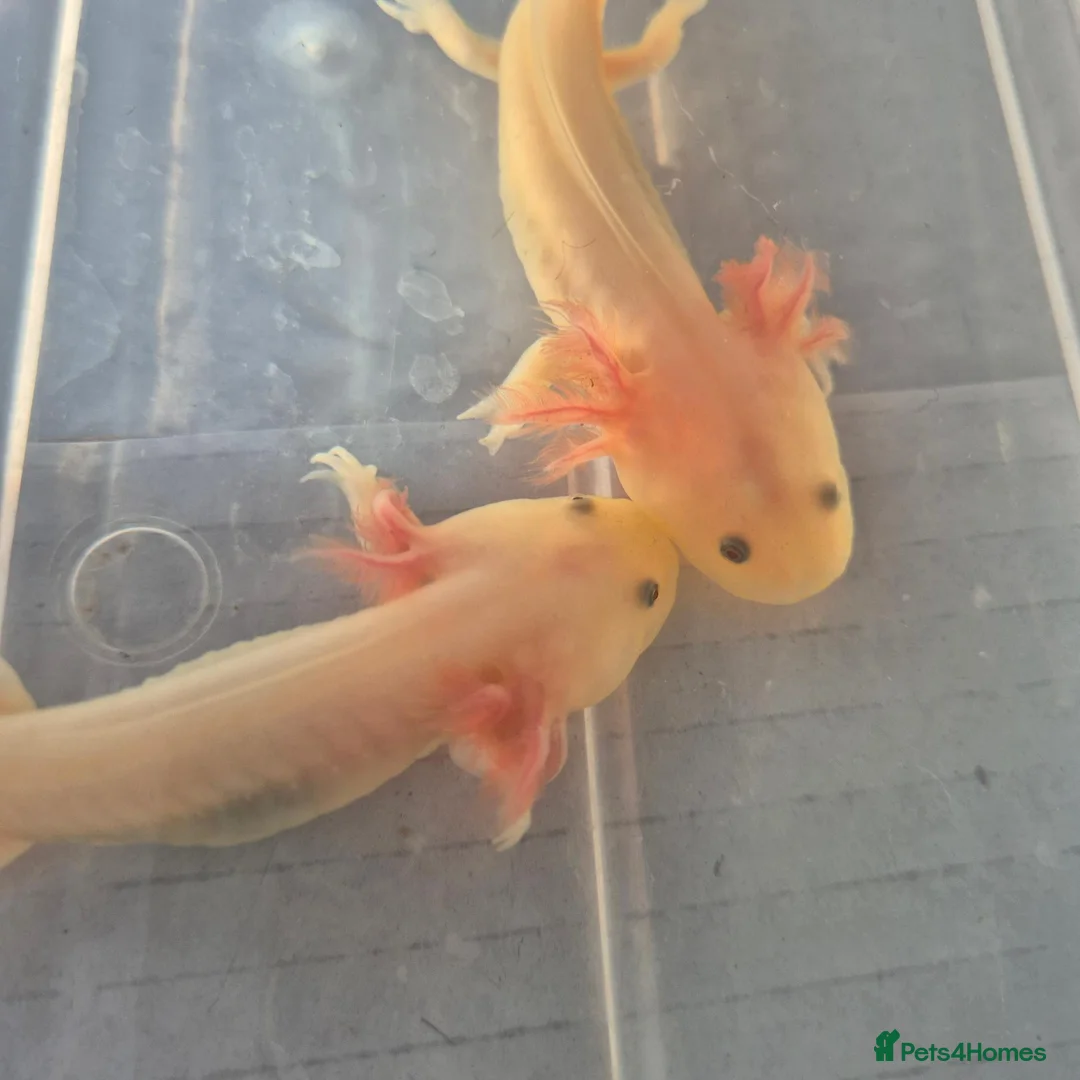 Axolotl reptiles for sale: Beautiful Leucistic Albino Axolotl - Advert 1