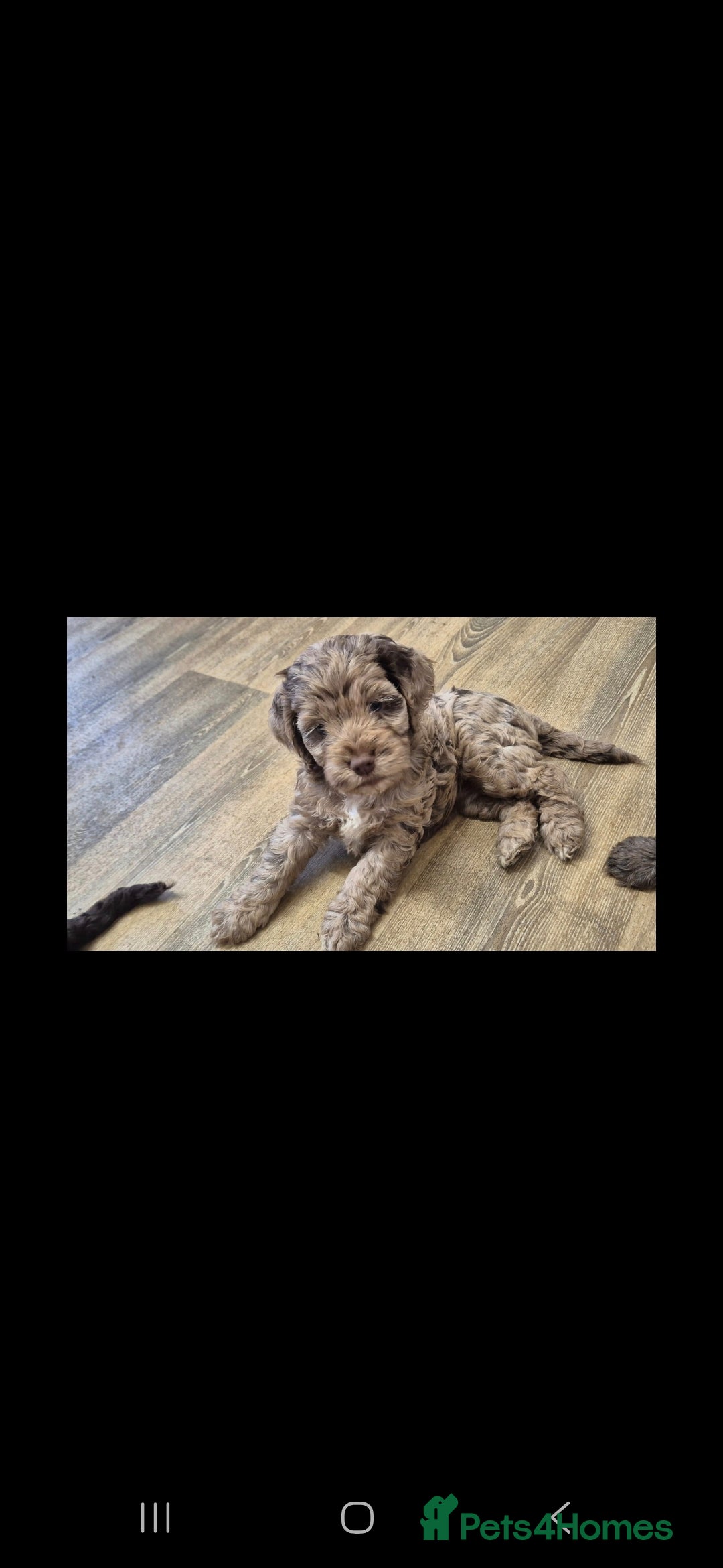 Cocker Spaniel dogs for stud: Merle Cocker Spaniel stud  - Image 9