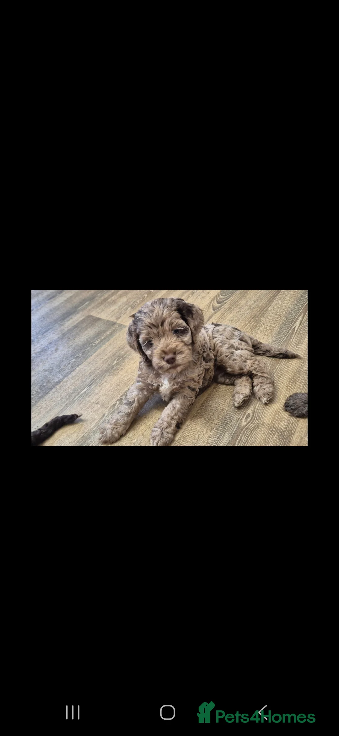 Cocker Spaniel dogs for stud: Merle Cocker Spaniel stud  - Advert 10