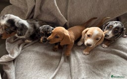 Miniature Dachshund dogs for sale: 5 beautiful miniature dachshunds for sale - Image 19