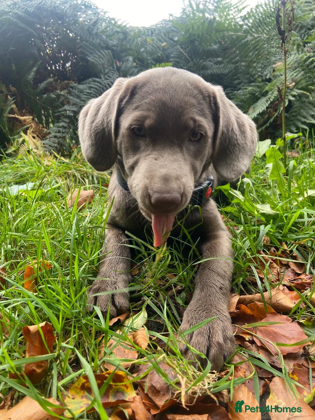 Labrador Retriever dogs for sale: Silver Labrador pups  - Advert 9