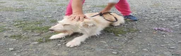 Mixed Breed dogs for adoption: 🐾💛 EMILY – A GENTLE SOUL FOR A LOVING HOME 💛🏡 - Advert 13