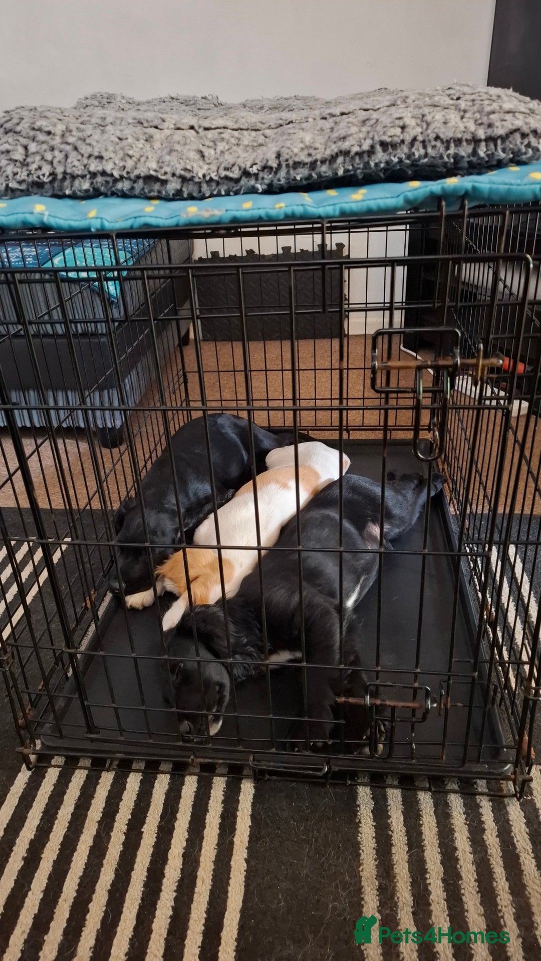 Cocker Spaniel dogs for sale: Stunning Working Cocker Spaniel Puppies for Sale in Darlington - Image 19
