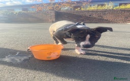 Alapaha Blue Blood Bulldog dogs for sale: Alapaha blue bulldog puppy  - Image 10